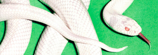 <h2>MÚSICA RECIÉN LLEGADOS</h2>