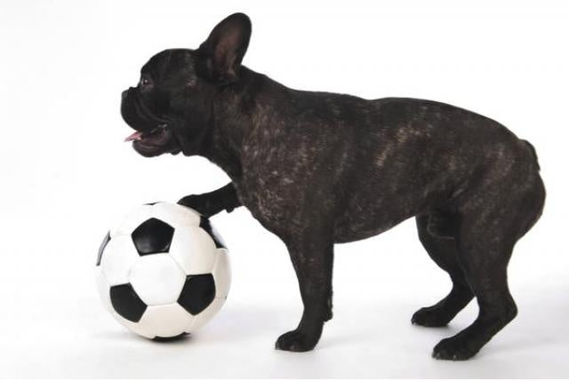 FOR THE LOVE OF DOGS | KATHARINA VON DER LEYEN