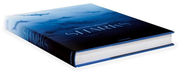 SHARKS | MICHAEL MULLER
