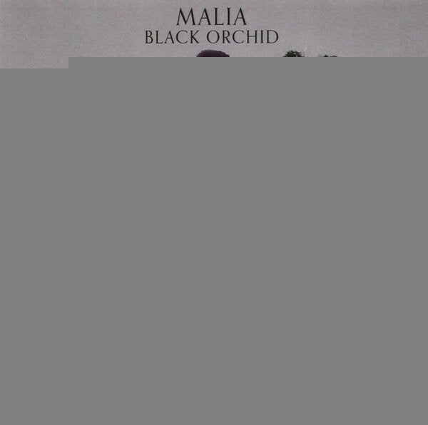 BLACK ORCHID | MALIA