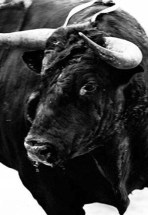 SANGRE DE REYES | CARLOS CAZALIAS