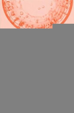 MUCHOS CUERPOS, UNA MISMA ALMA | BRIAN WEISS