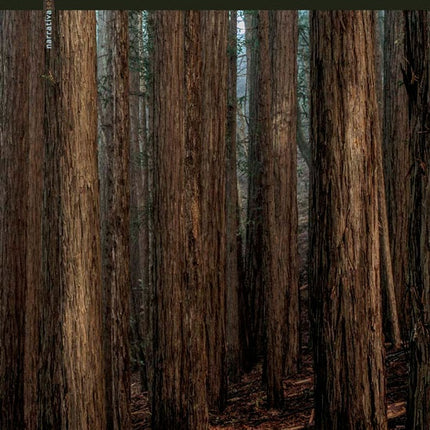 JARDIN DE NOCHE | FABIO MORABITO